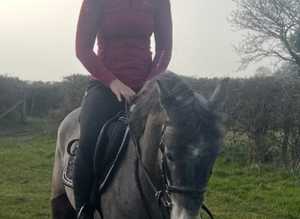 4yr old Connie cross gelding.