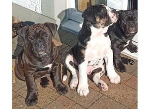 Quality Old Tyme/Olde English Bulldog Puppies, NEBBR registered, Great Bloodlines, NEW PRICE