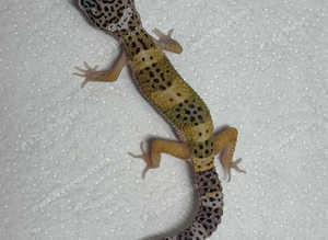 leopard Geckos now available