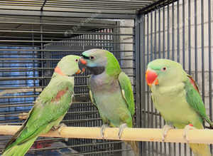 Stunning young talking darbyan parrot