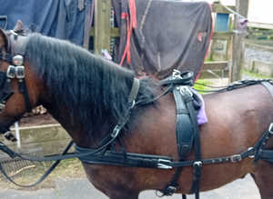 Stunning young welsh x coblet gelding looking for forever new person to love