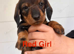 *READY TO LEAVE* 3 wire/smooth Dachshund puppies
