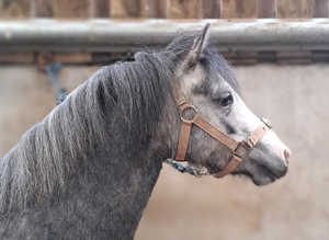 Rambling Rose(Open to offers around £1000)