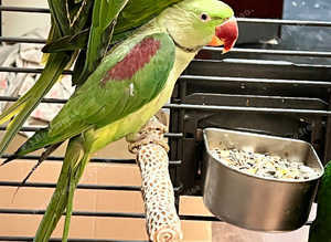 Beautiful young alexandrine parrot
