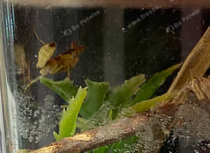 Yunnan Flower Mantis with Starter Setup at Birmingham Reptiles