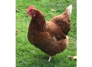 Chickens for sale - point of lay fully vaccinated - friendly tame birds