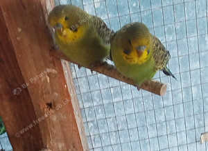 2 baby green budgies