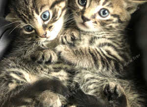Stunning Bengal x Siberian kittens ready now for loving new homes