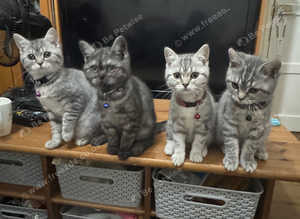 British Shorthair kittens GCCF registered