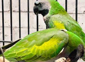 Stunning baby darbyan parrot