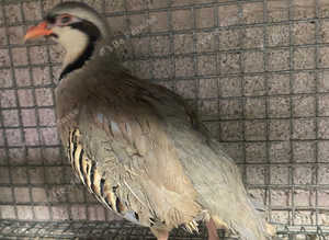 Chukar partridges (males & females)