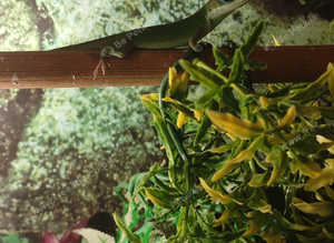 Carolina Green Anole
