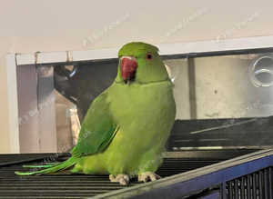 Stunning baby Indian ringnick parrot