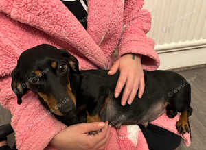 Dachshunds for sale