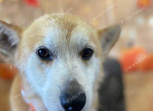 Kc reg Pembroke corgi male