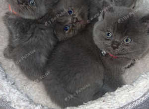 3 British shorthair girls