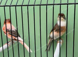Portuguese Harlequin available