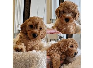 Last 2 f1 male cavapoo puppies left reduced ready now