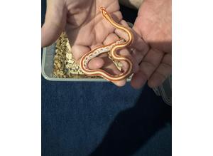 Baby amel tessera corn snake