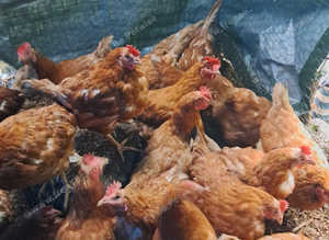 Ex commercial Warren hens