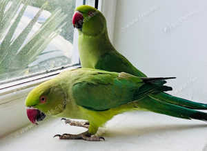 Baby talking Indian ringnack parrot