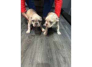* 3 KC Registered French Bulldog Puppies For Sale **