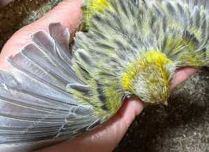 Canary