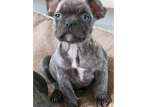 KC registered French bulldog puppies Frenchies