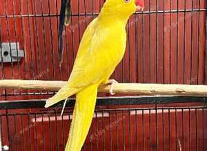 Beautiful yellow Indian ringnick parrot