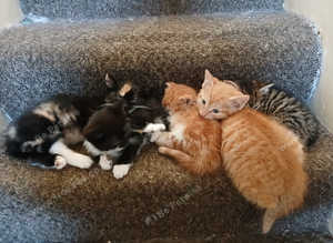 Gorgeous kittens
