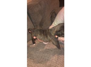 Chunky brindle male staffie pup