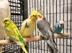 Beautiful young cockatiels