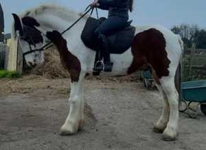 SHIRE X