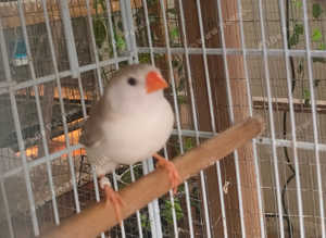 Female Thorne penguin zebra finch