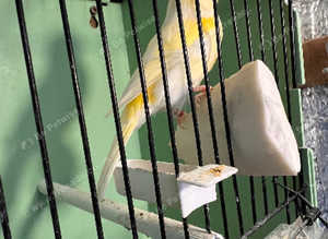Canaries for sale