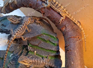 Babies looking for forever home