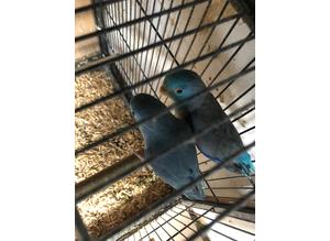 Breeding pairs of parrotlets also my bird shed is for sale