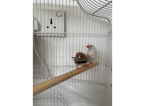 Finches for sale ( one zebra and one white finch)