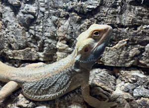 Hypo Trans Genetic Stripe  Leather back  Thunderbolt Bearded Dragon