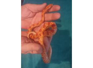 Baby corn snake with brand new faunarium