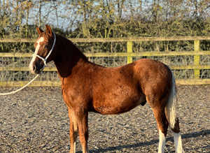 Beautiful registered sec c colt