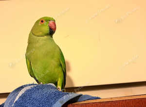 Beautiful baby green Indian ringnick parrot