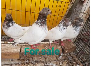 Pakistani Red Neck pigeons for sale