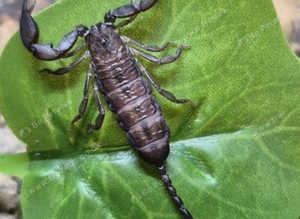 Javan Dwarf Scorpion (Chaerlius variegatus) at Birmingham Reptiles