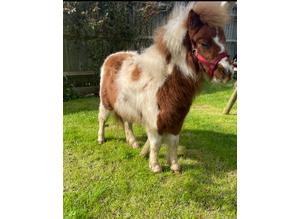 Reduced!!!!!Registered Shetland yearling with wow factor