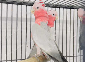 Very beautiful young Gallaa parrot