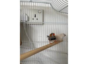 Breeding pair finches for rehoming