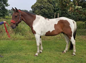 11yr old Gelding Cob x Trotter