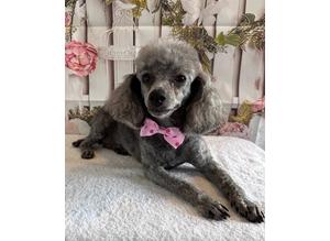 Silver Toy Poodle female