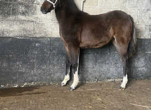 Registered sec b colt